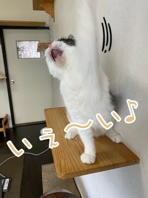 ひよ14