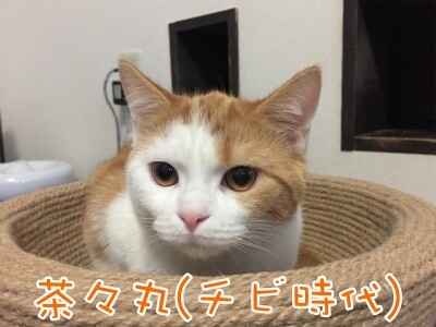 茶牛222