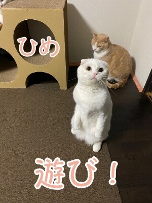 ひめ327