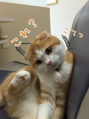 珠28