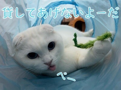 殿733
