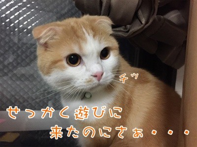 珠21