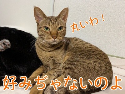 みさき237