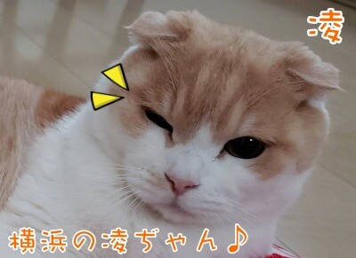 凌51