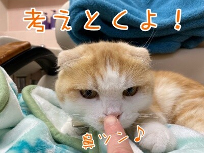珠若819