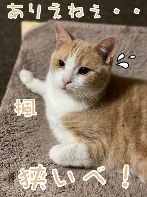 楓904
