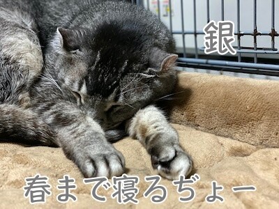 銀537