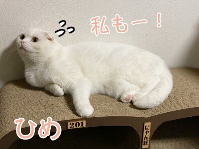 ひめ303