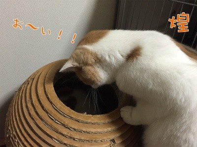 煌12
