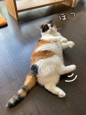 いよ44