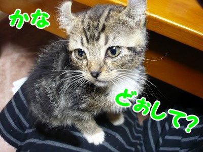 かな (8)