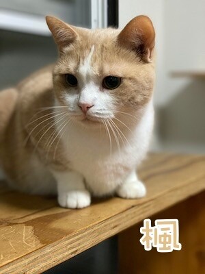 楓2