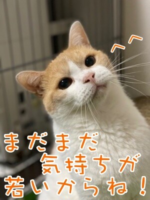 煌242