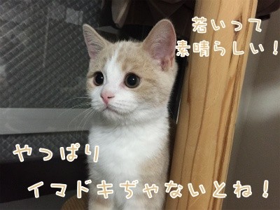 楓26