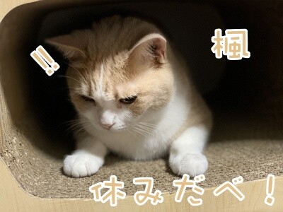 楓673
