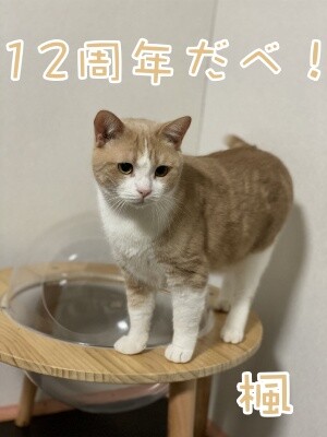 楓807