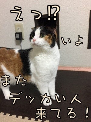 いよ194