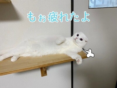 殿954