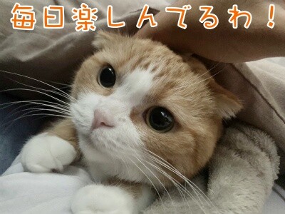 ベルビル155