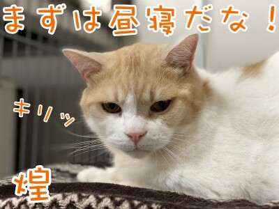 煌162