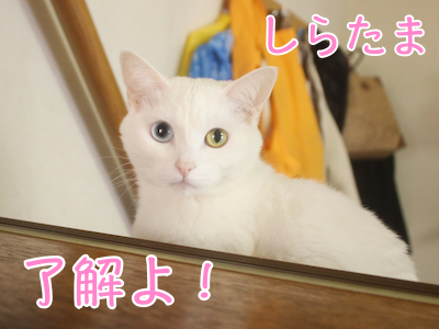 しらたま22