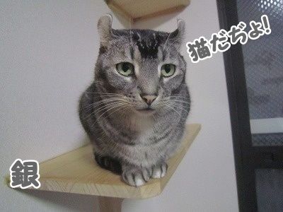 銀 (10)