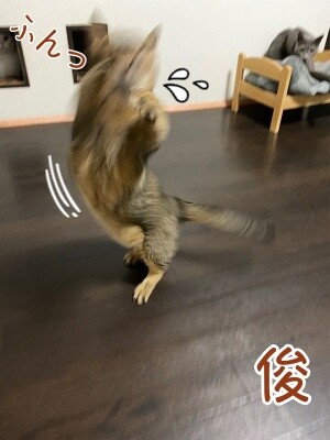 俊437