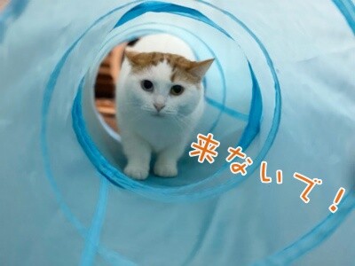 りよ244