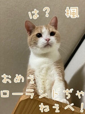 楓1317