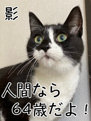 影6