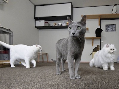 その他386