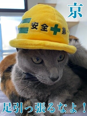 京594