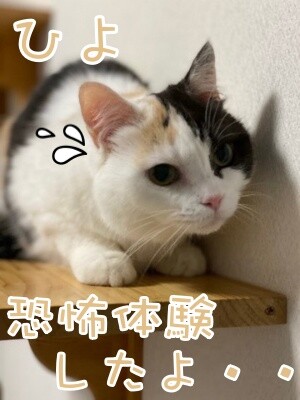 ひよ49