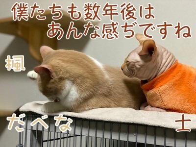 みんな603