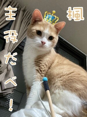 楓981