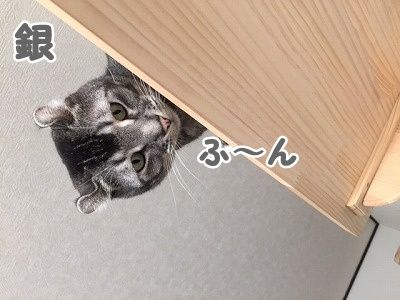 銀 (36)