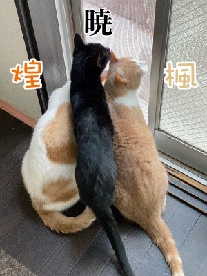 みんな2071