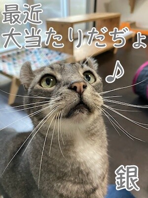銀494