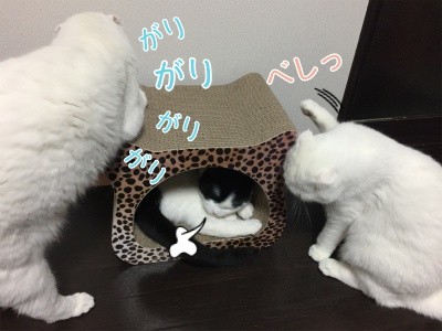 みんな914