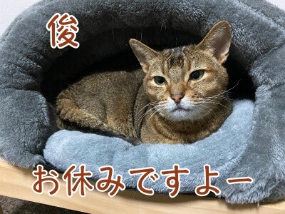 俊384
