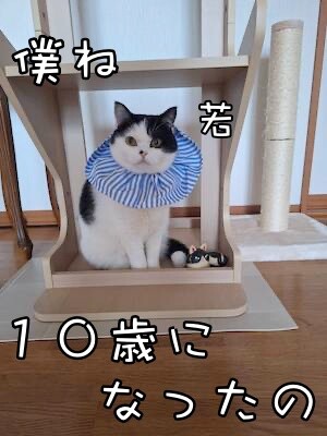 珠若926