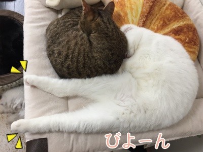 ひめ51
