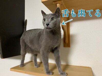 京499