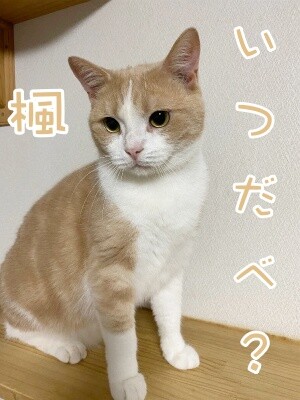 楓989