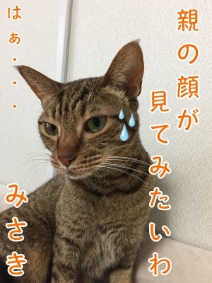 みさき110