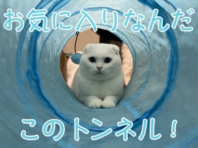 殿737
