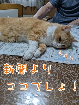 ココナッツ76