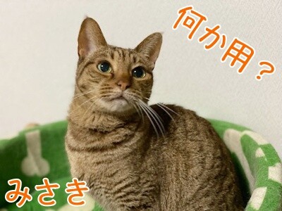 みさき326
