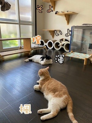 みんな440