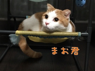 まお19
